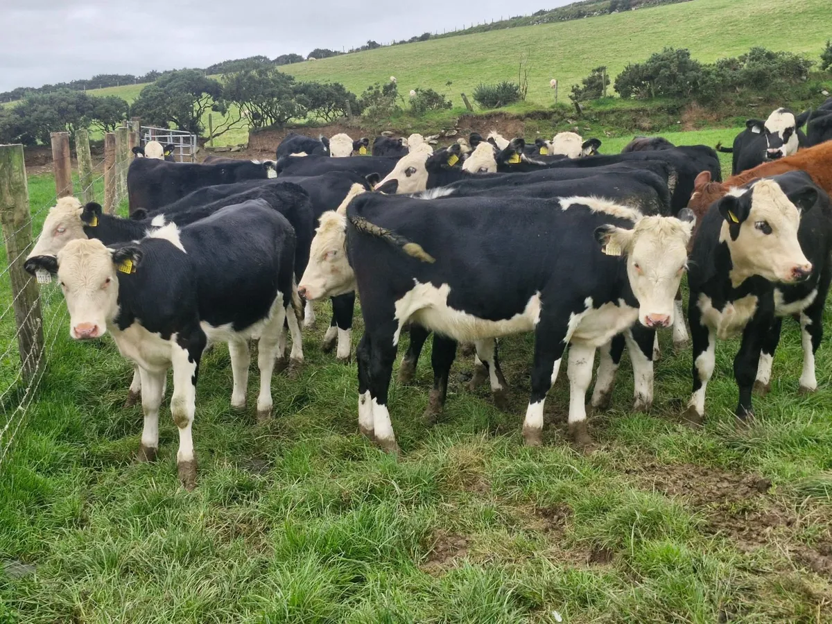 SERIOUS QUALITY WEANLING HEIFERS - Image 4