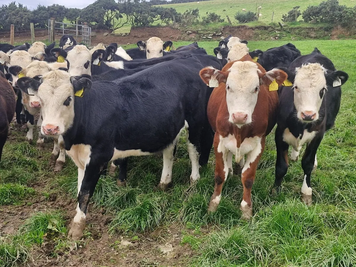 SERIOUS QUALITY WEANLING HEIFERS - Image 1
