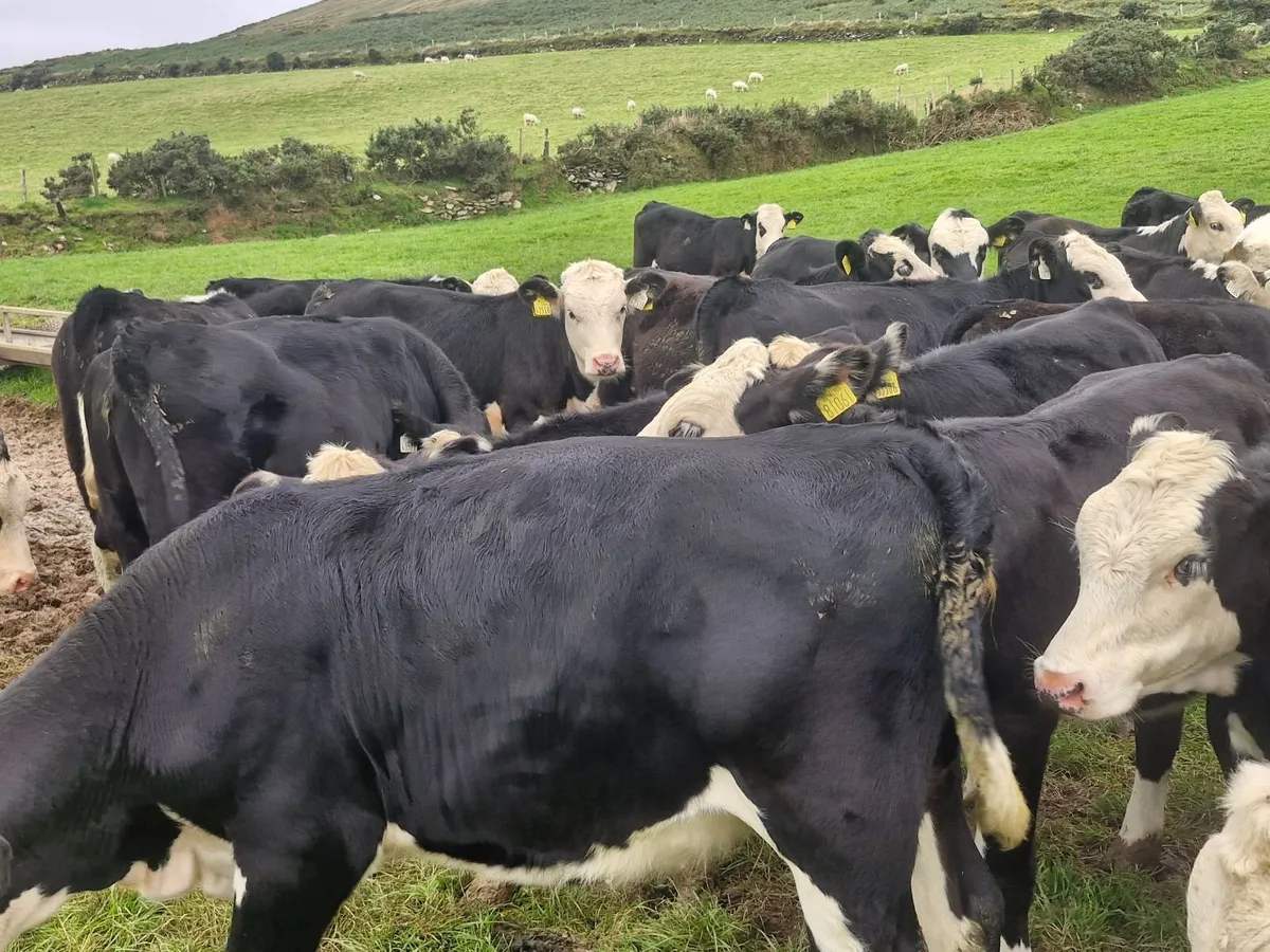 SERIOUS QUALITY WEANLING HEIFERS - Image 3