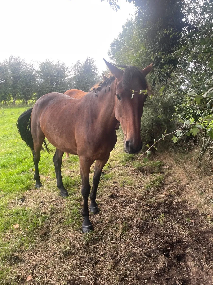 Horse - Image 1