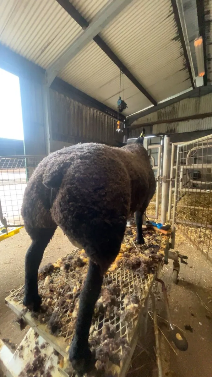 Serious pb blue Texel hog and ram lamb - Image 1