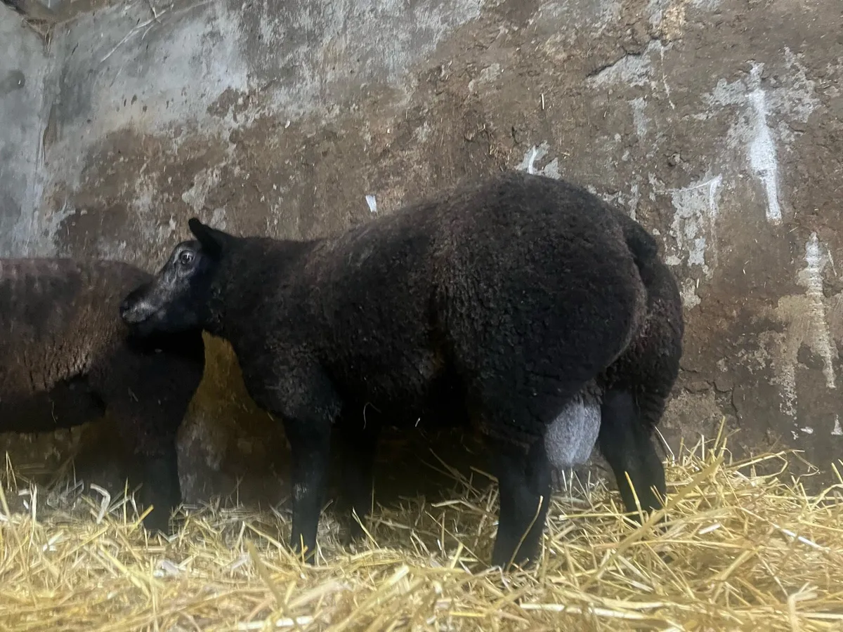 Serious pb blue Texel hog and ram lamb - Image 3