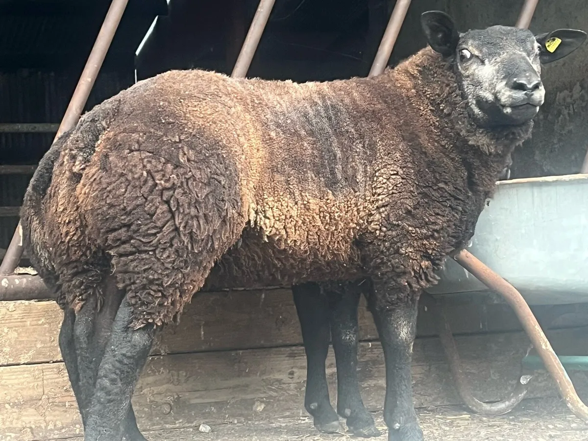 Serious pb blue Texel hog and ram lamb - Image 4
