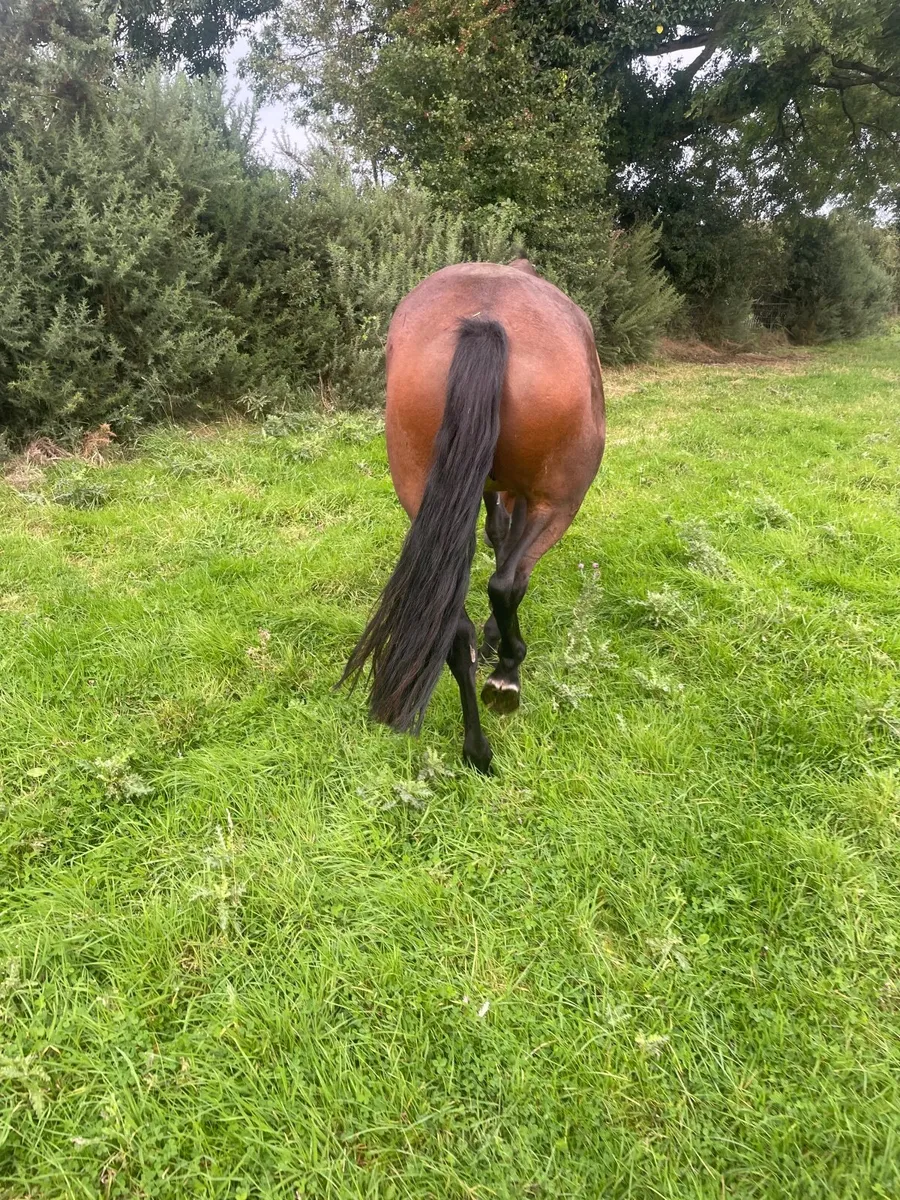 Horse - Image 3