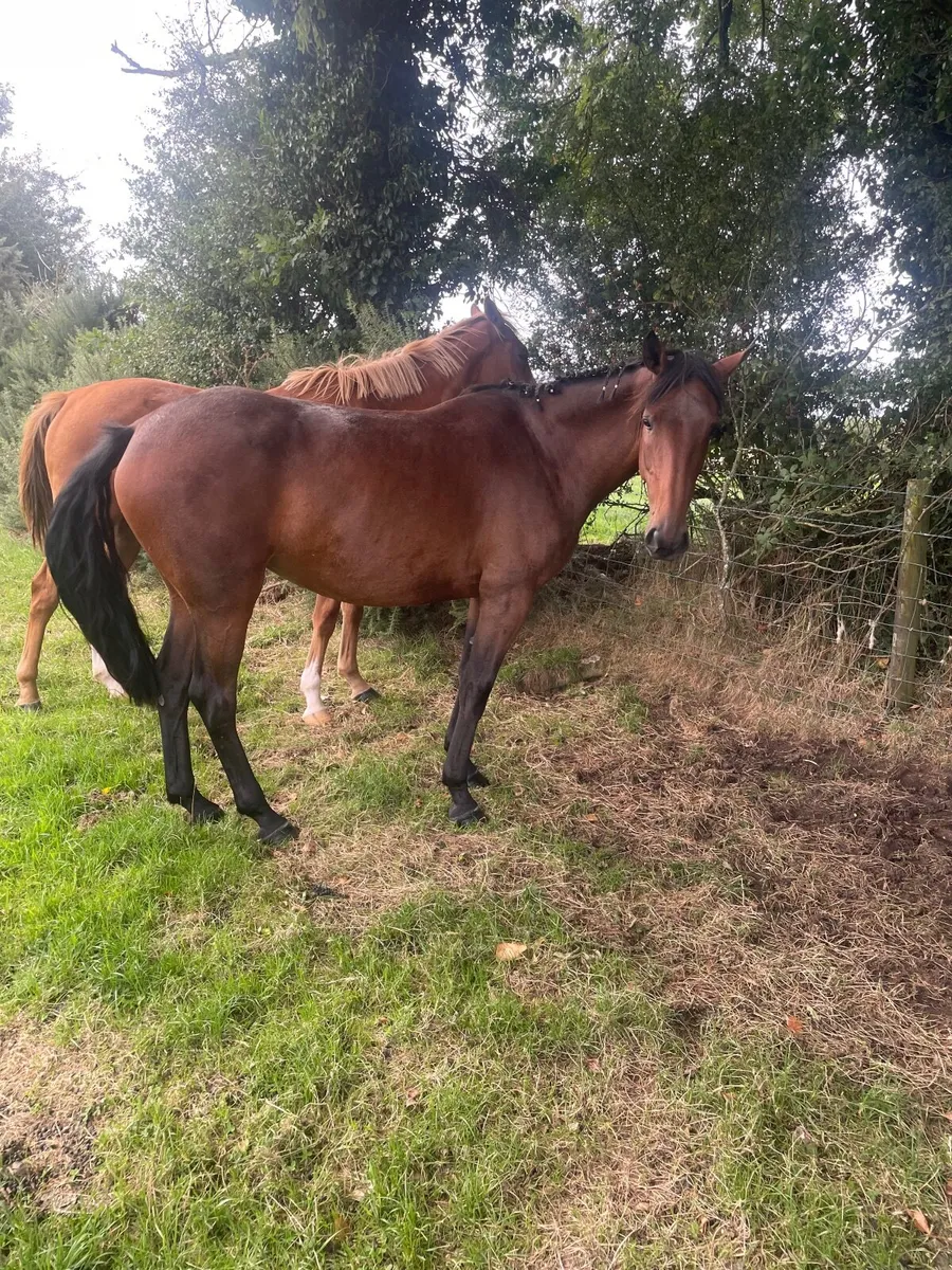 Horse - Image 2