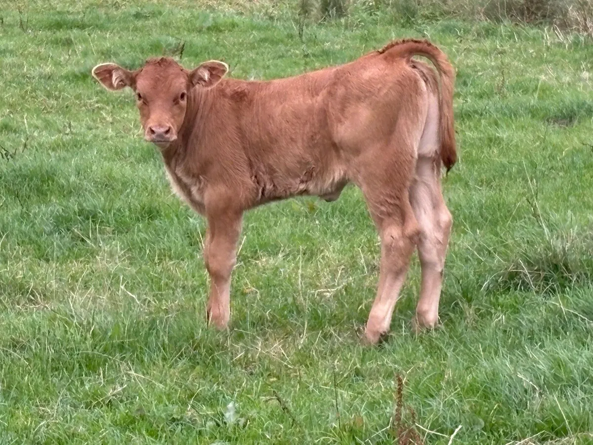 2 smashing calved heifers - Image 2
