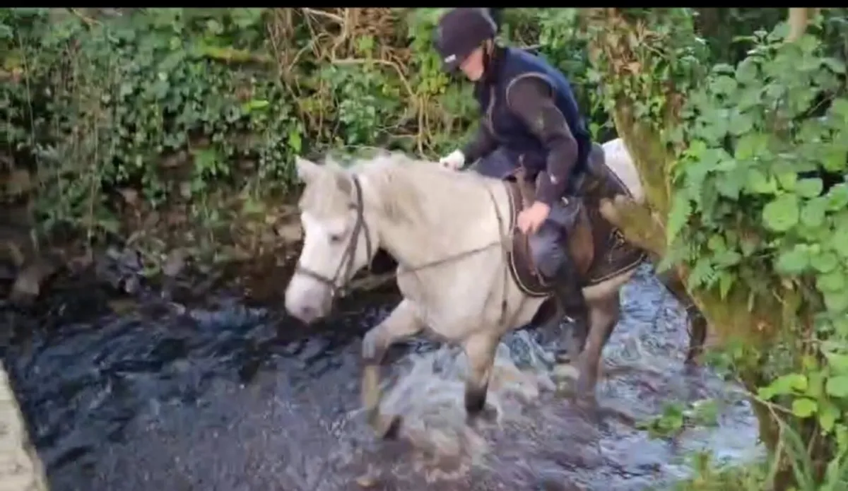 14.2 connemara x gelding - Image 1
