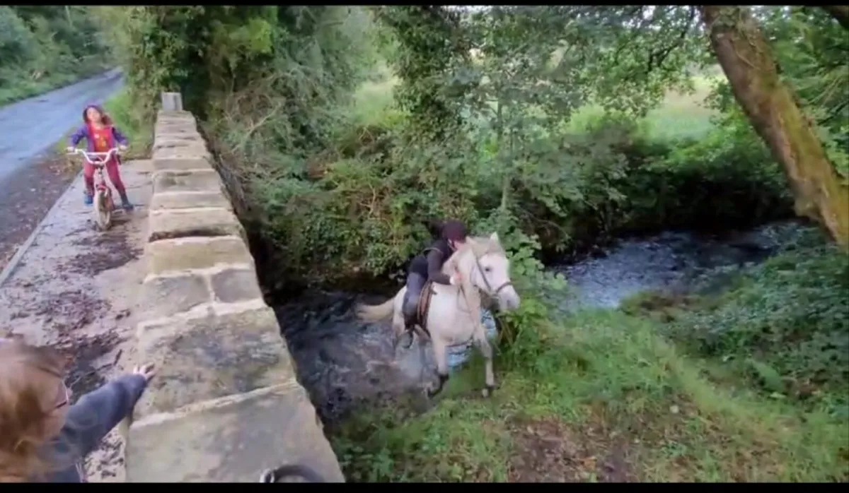 14.2 connemara x gelding - Image 2