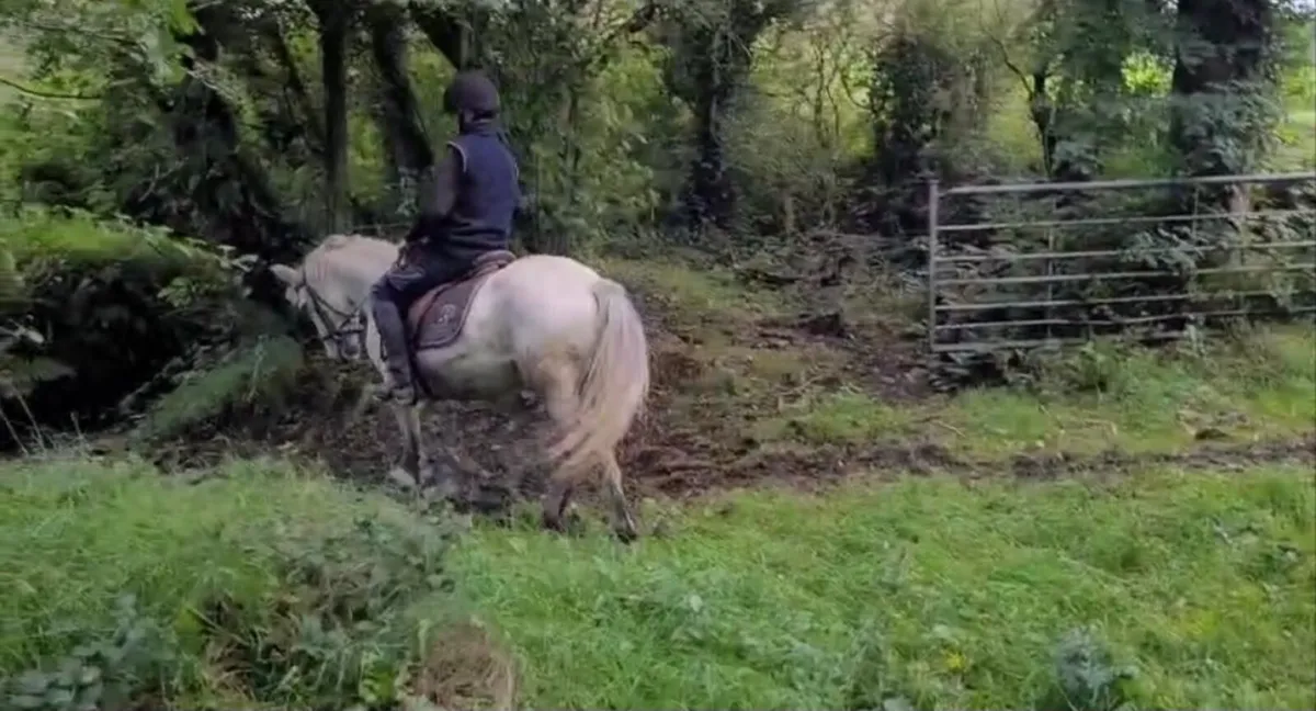 14.2 connemara x gelding - Image 4