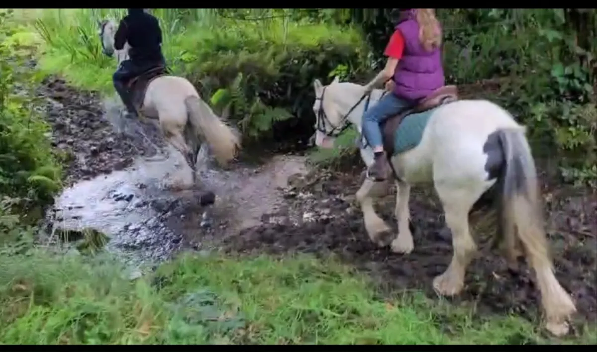 14.2 connemara x gelding - Image 3