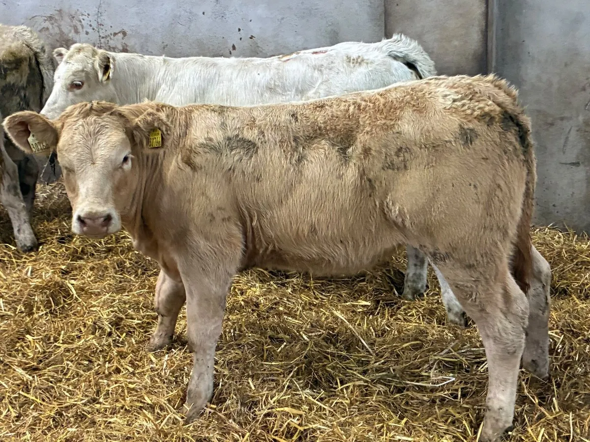 Golden CH Heifer Weanlings - Image 2