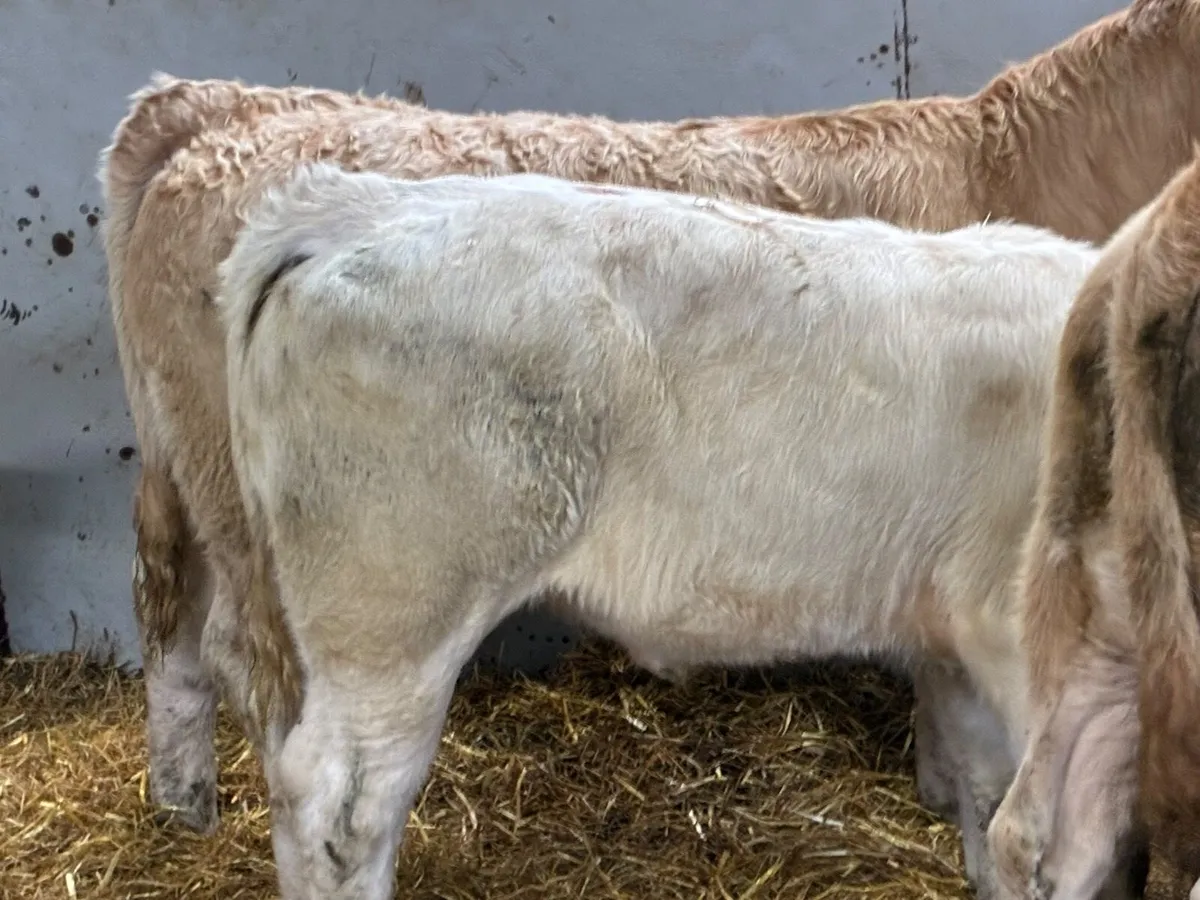 Golden CH Heifer Weanlings - Image 3