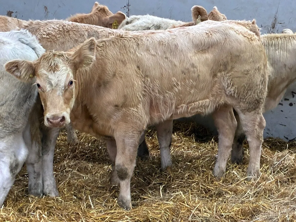 Golden CH Heifer Weanlings - Image 4