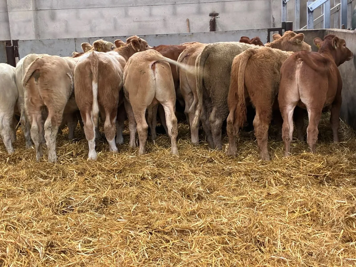 Charolais & Limousin Bull Weanlings - Image 2