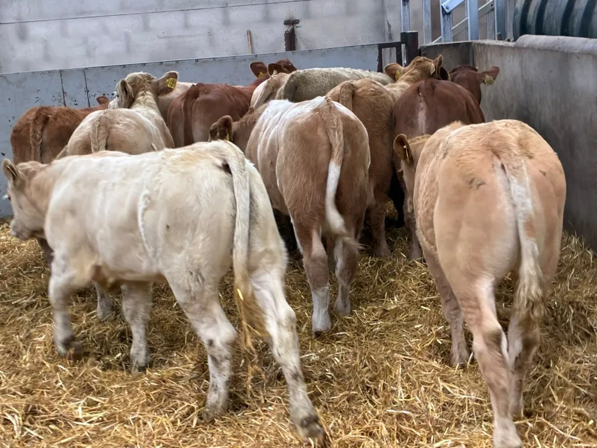 Charolais & Limousin Bull Weanlings - Image 3
