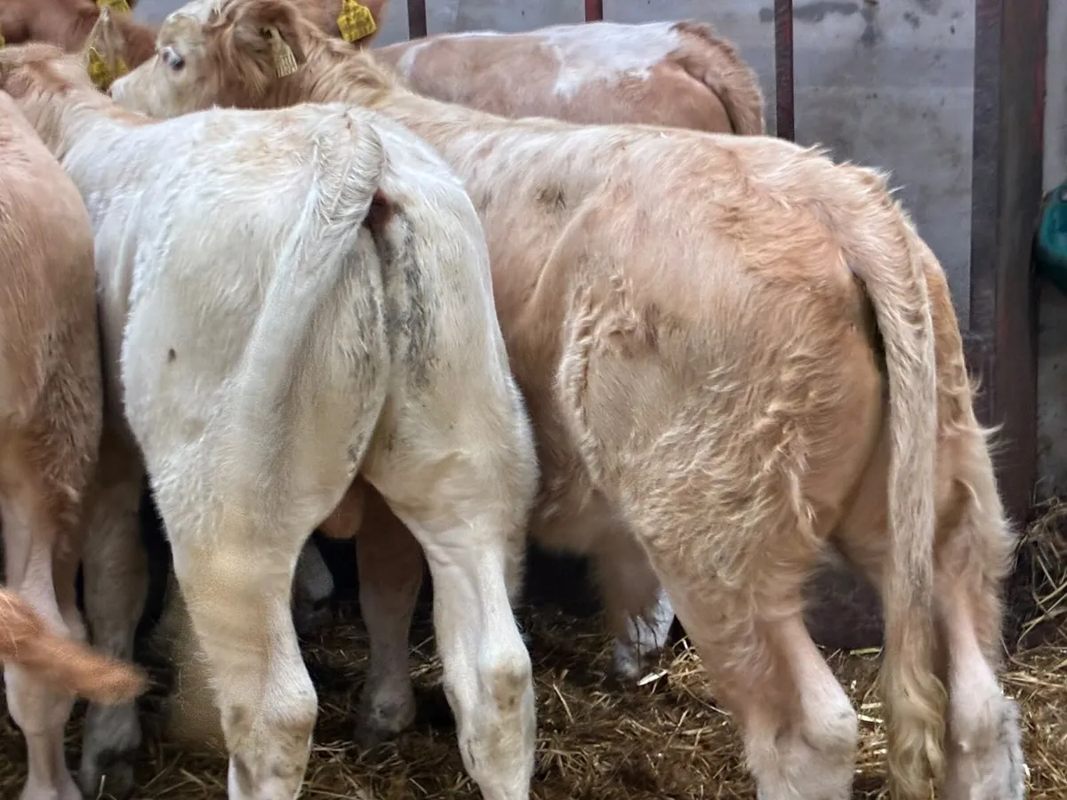 Charolais & Limousin Bull Weanlings - Image 4