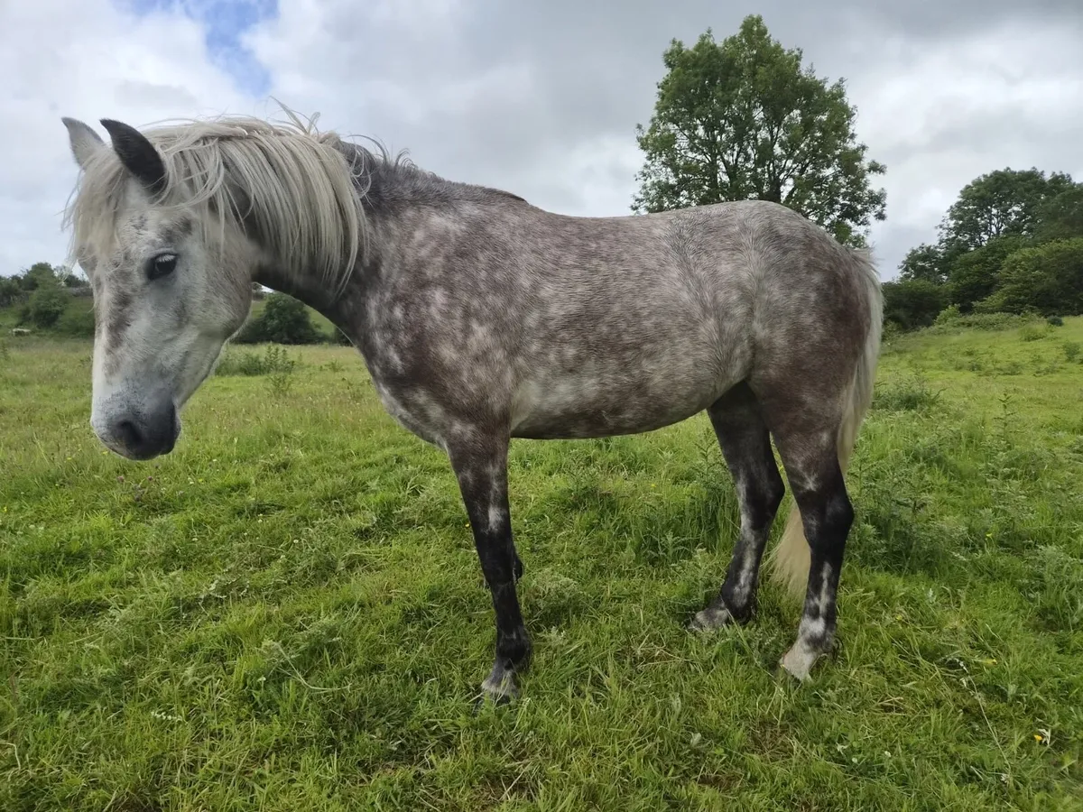 Saoirse 2023 I love you melody x coosheen storm - Image 2