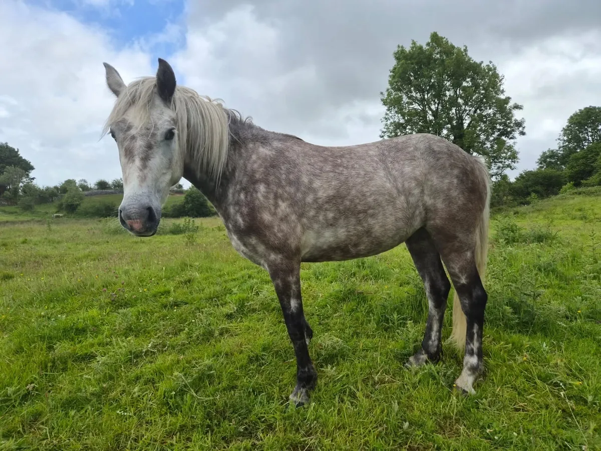Saoirse 2023 I love you melody x coosheen storm - Image 3