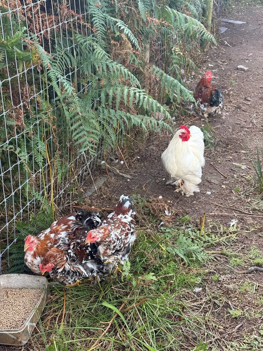 Pekin bantams - Image 1