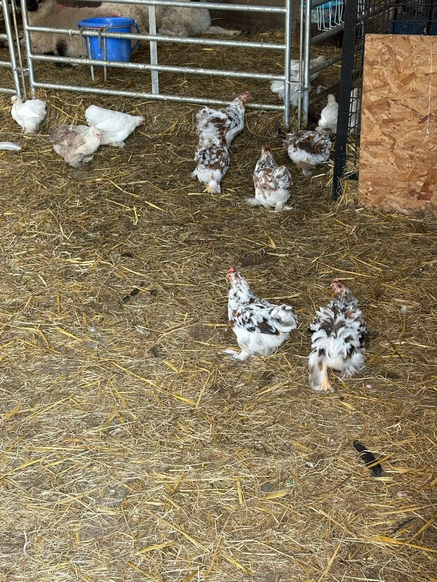 Pekin bantams - Image 2