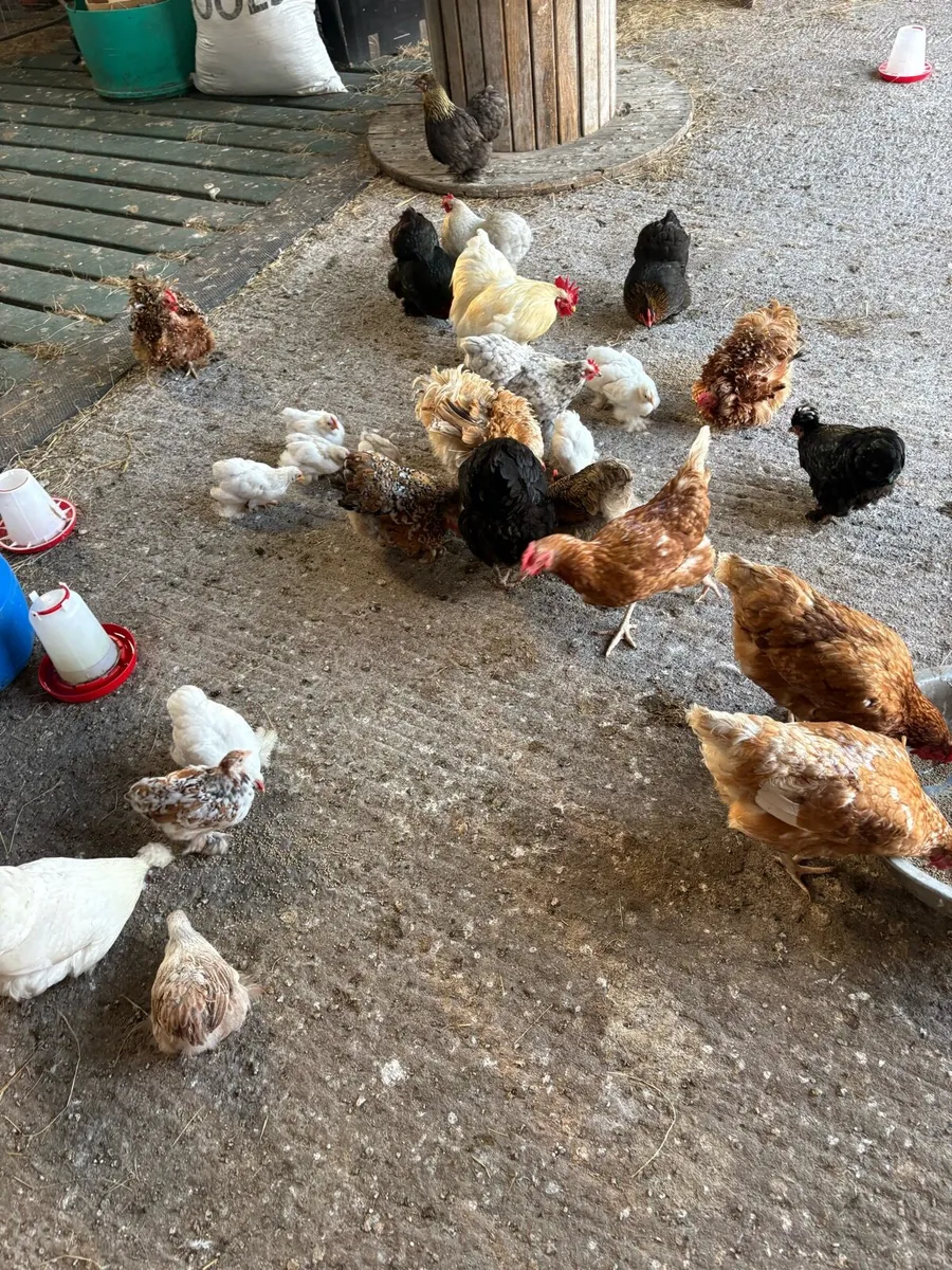 Pekin bantams - Image 3