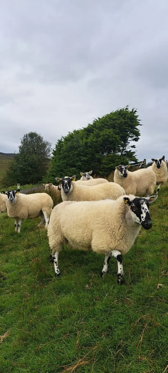 💫Drumshambo mart tommorow💫 - Image 1