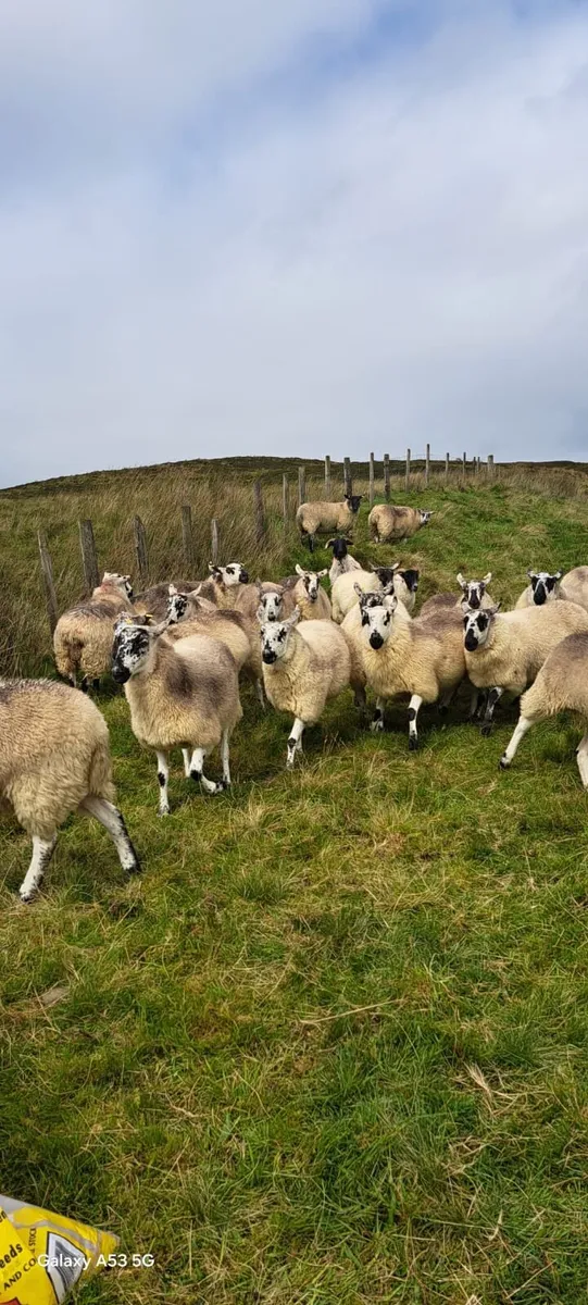 💫Brockie hoggets💫 - Image 4