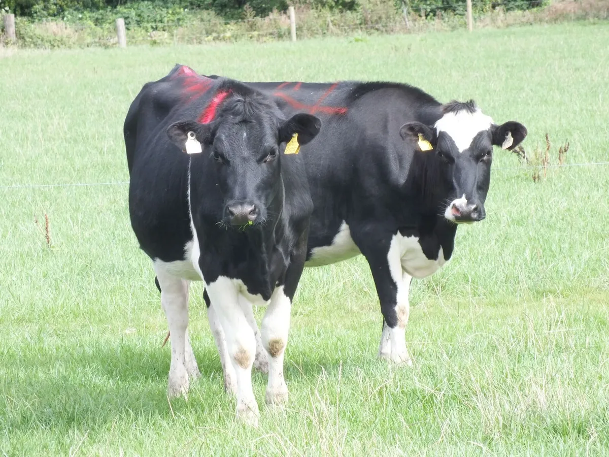 8 Pedigree registered Incalf Heifers - Image 1