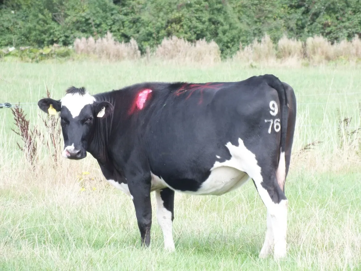 8 Pedigree registered Incalf Heifers - Image 2