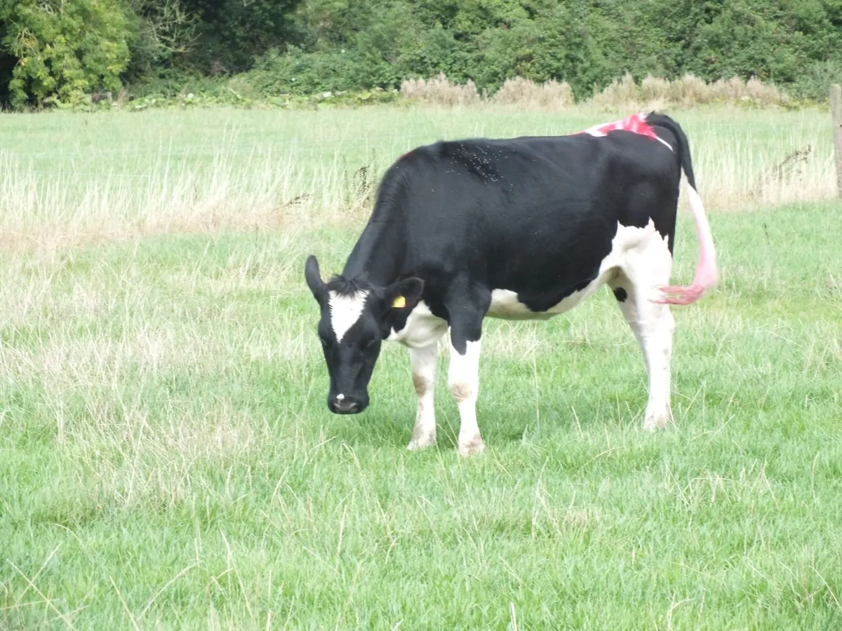 8 Pedigree registered Incalf Heifers - Image 3