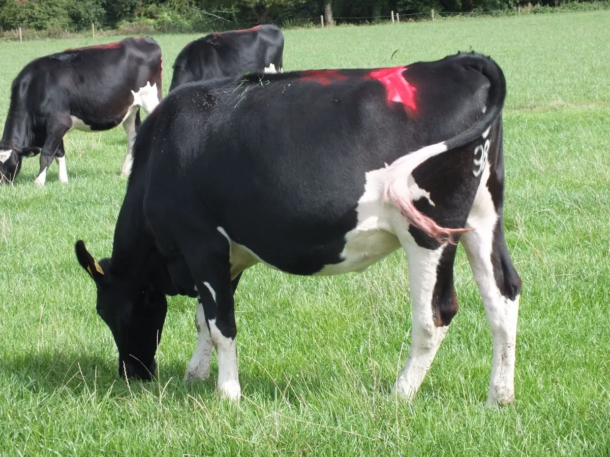 8 Pedigree registered Incalf Heifers - Image 4