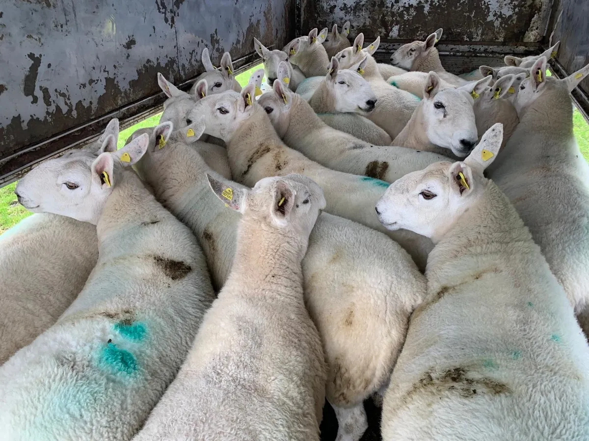 PB North County Cheviot Ewes