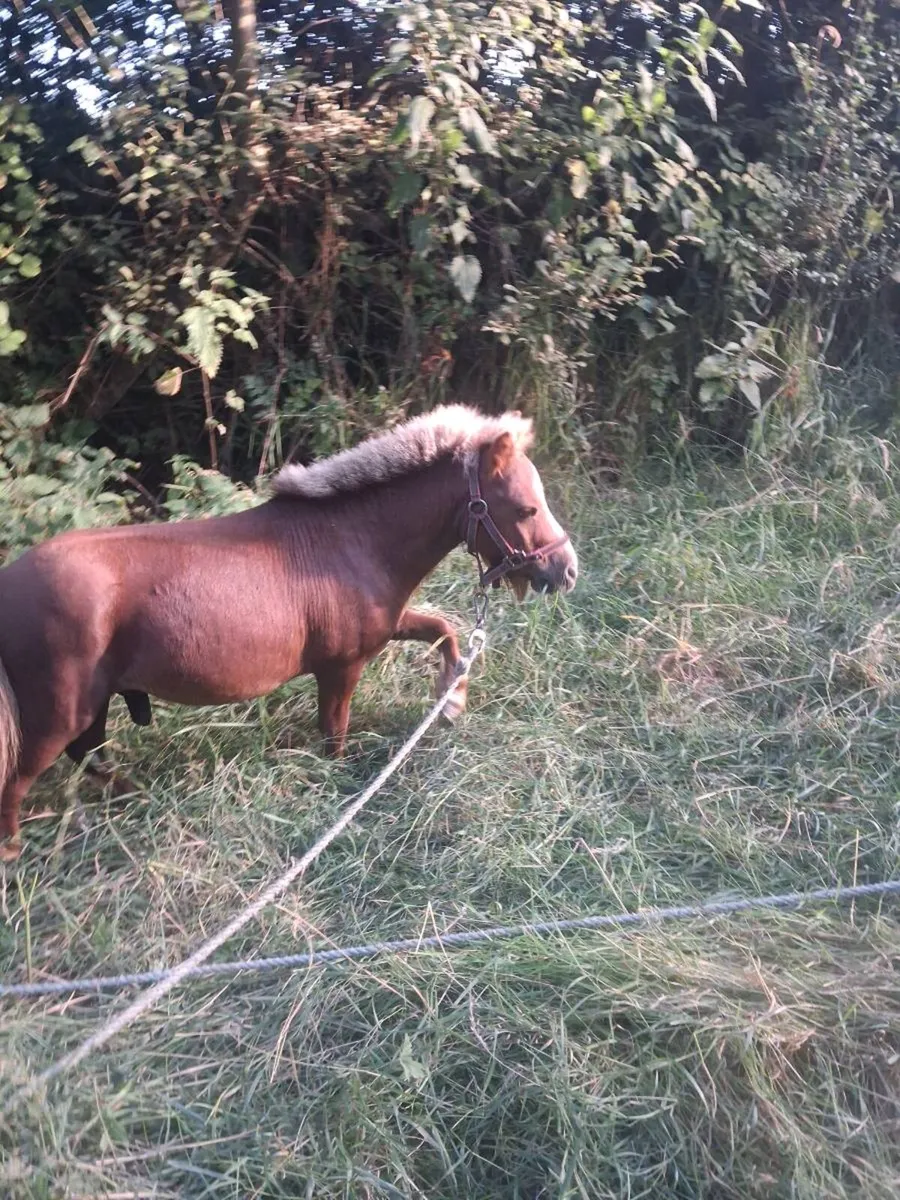 Poney - Image 1