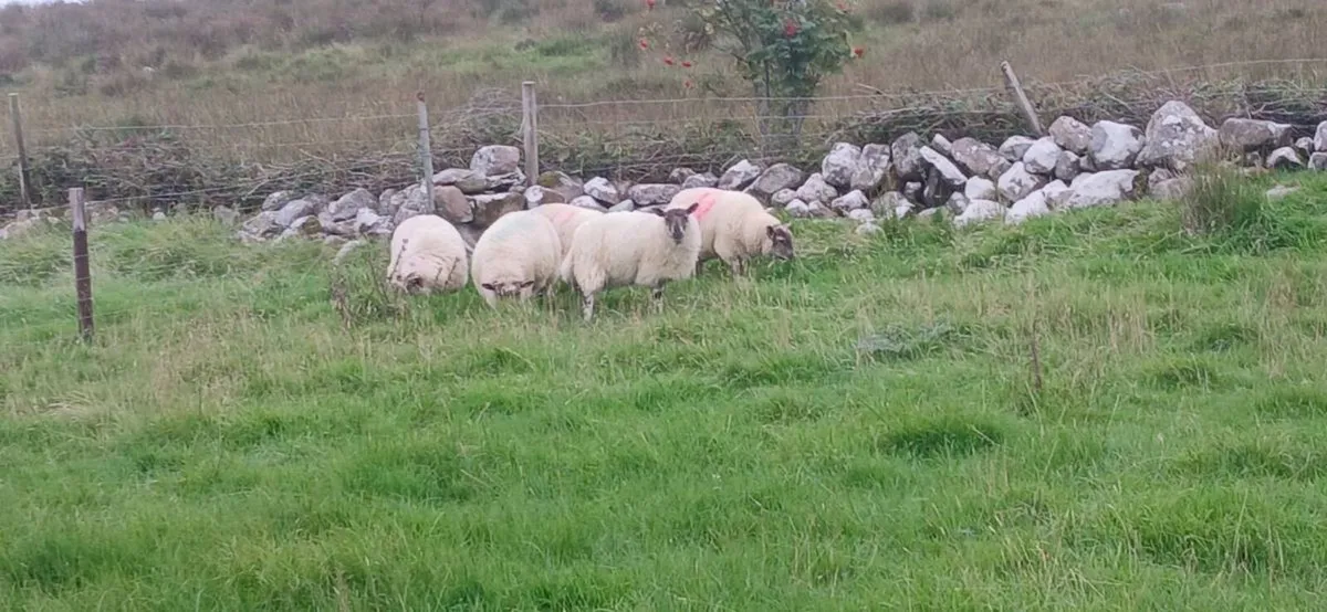 Organic Ewe Lambs - Image 1