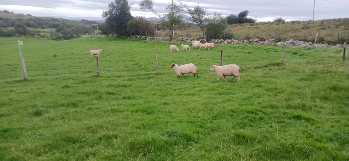 Organic Ewe Lambs - Image 2