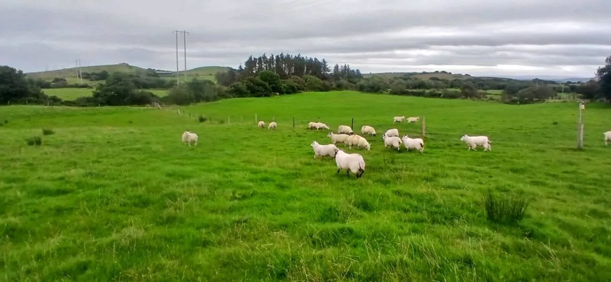Organic Ewe Lambs - Image 3