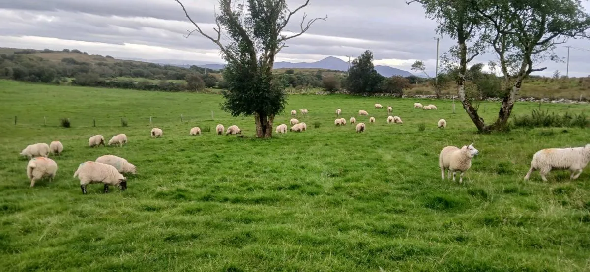 Organic Ewe Lambs - Image 4