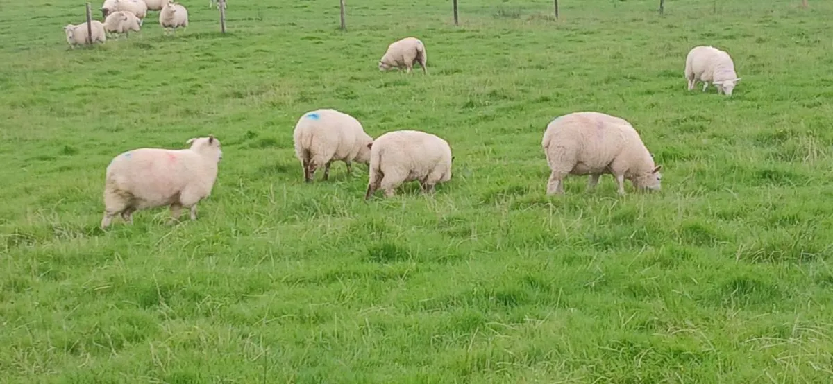 Replacemnet - Organic Ewe Lambs - Image 2