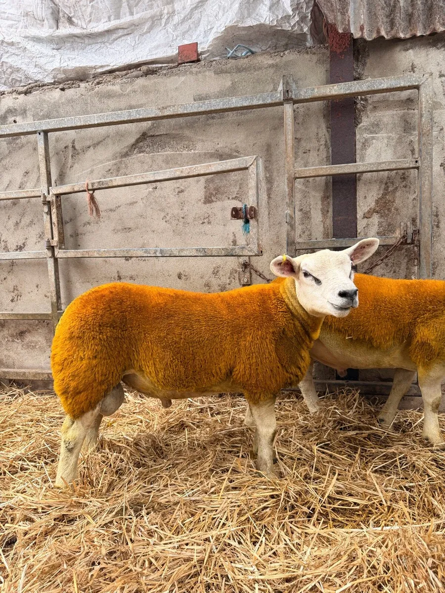 ⭐️Enniskillen Texel sale the 11th September⭐️ - Image 3