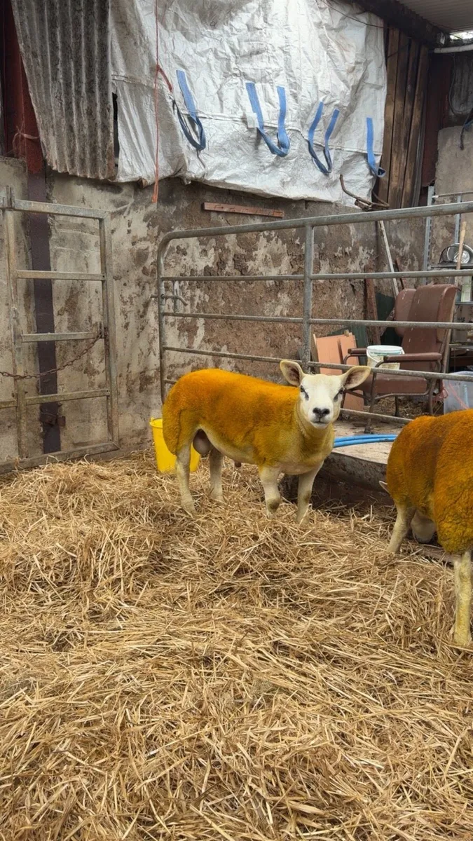 ⭐️Enniskillen Texel sale the 11th September⭐️ - Image 2