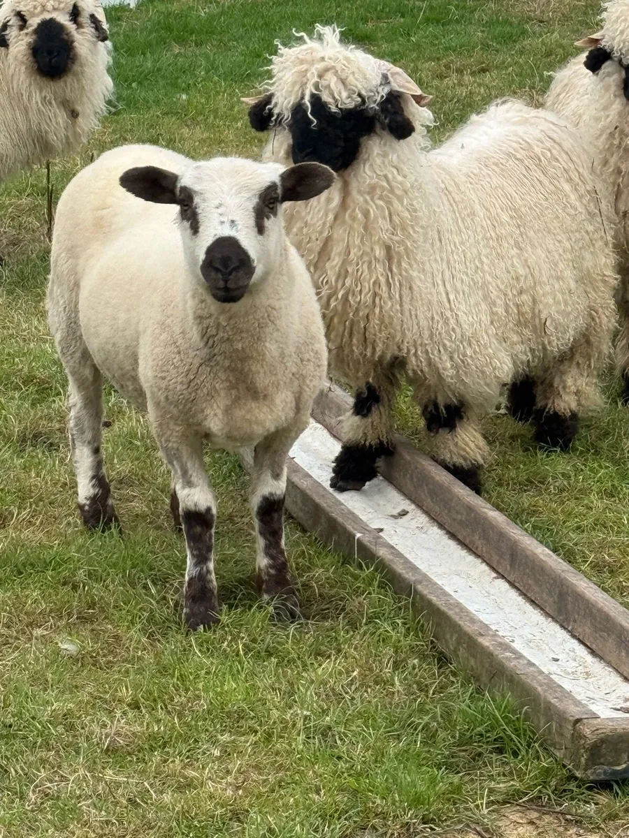 DorsetXValais Ewe Lamb 💗 - Image 2