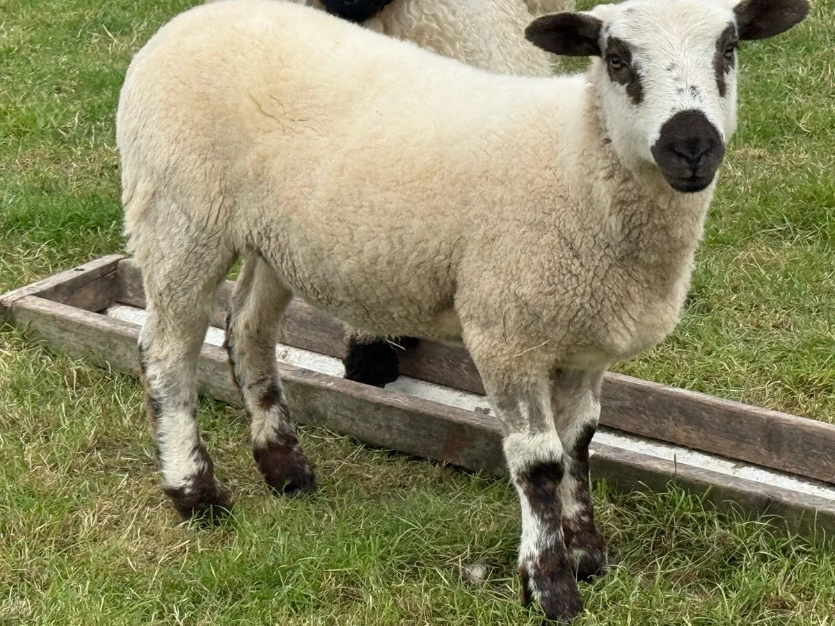 DorsetXValais Ewe Lamb 💗 - Image 1