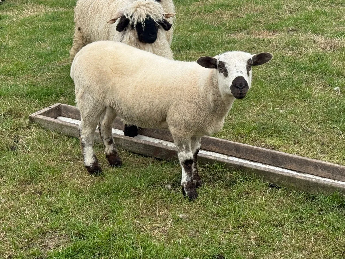 DorsetXValais Ewe Lamb 💗 - Image 3