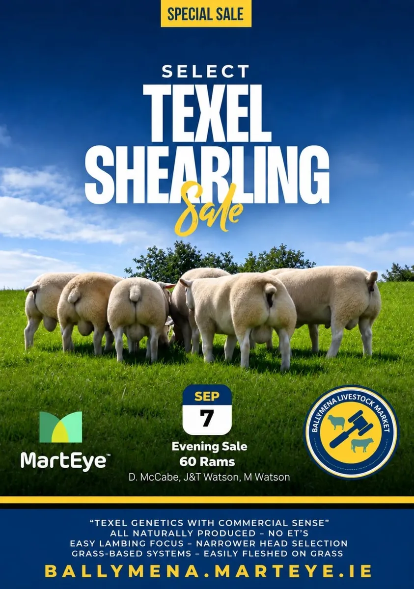 Ballymena Monday 7th 60 Texel Shearlings - Image 1