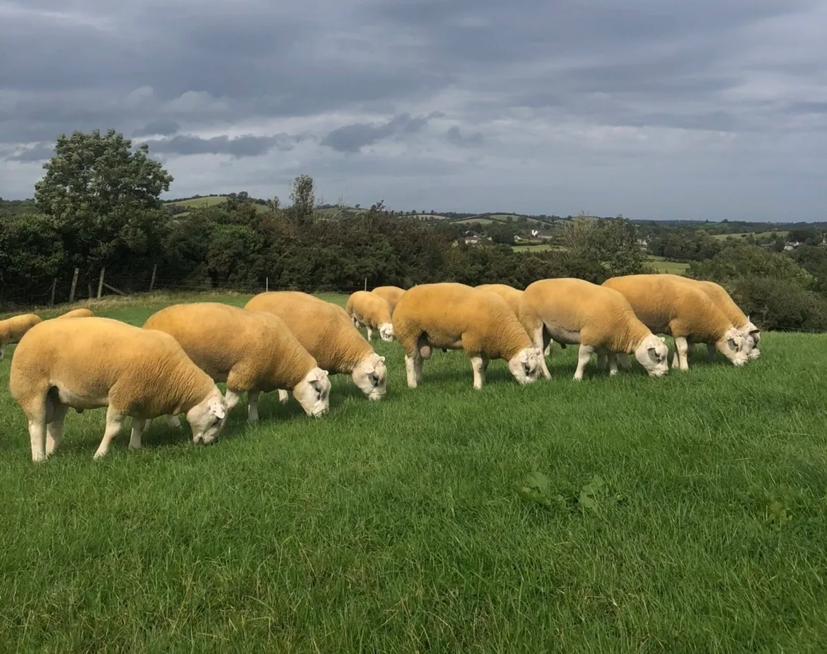 Ballymena Monday 7th 60 Texel Shearlings - Image 3