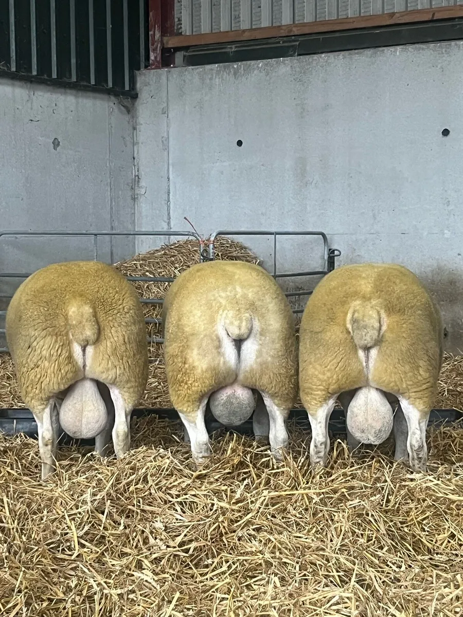 Ballymena Monday 7th 60 Texel Shearlings - Image 4