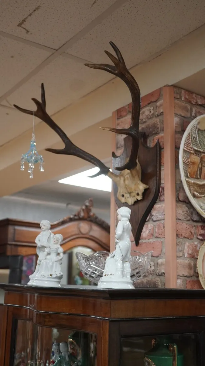French Oak Antler Wall Mount - Image 4