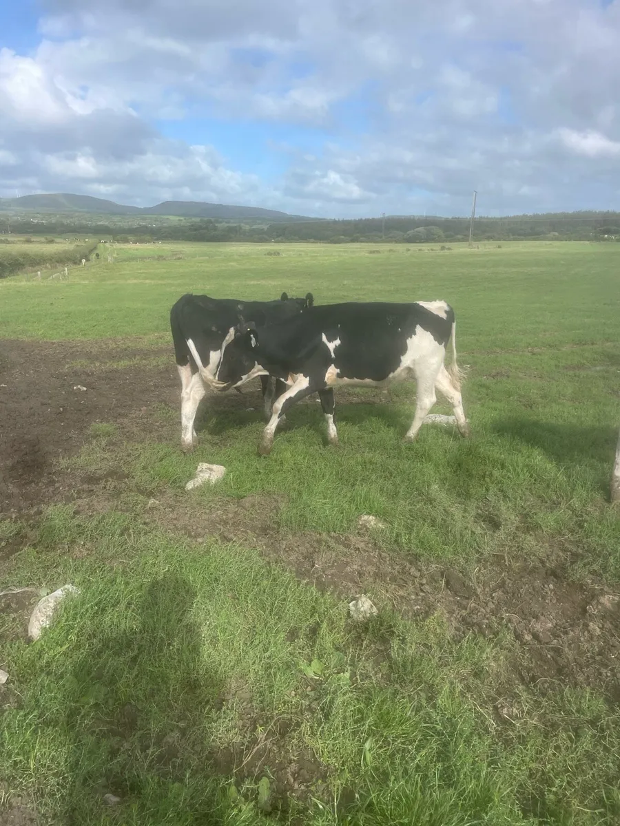 Strong fresian weanlings - Image 1