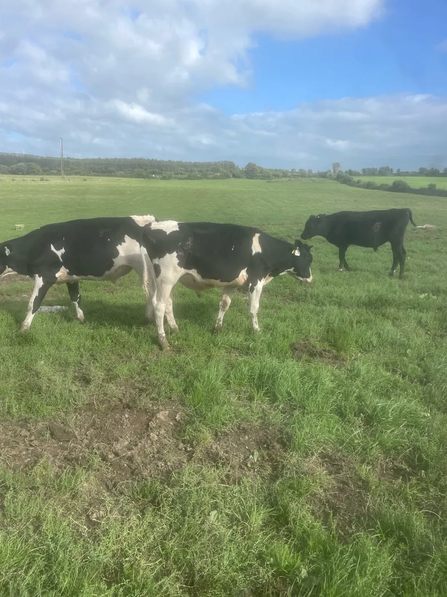 Strong fresian weanlings - Image 2