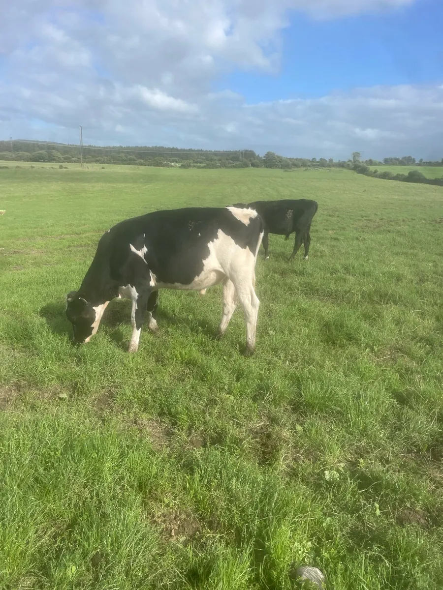 Strong fresian weanlings - Image 4